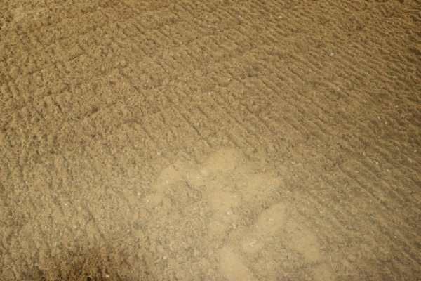 Buffed fiber Arena surface - Credit Redback Premium Groomer