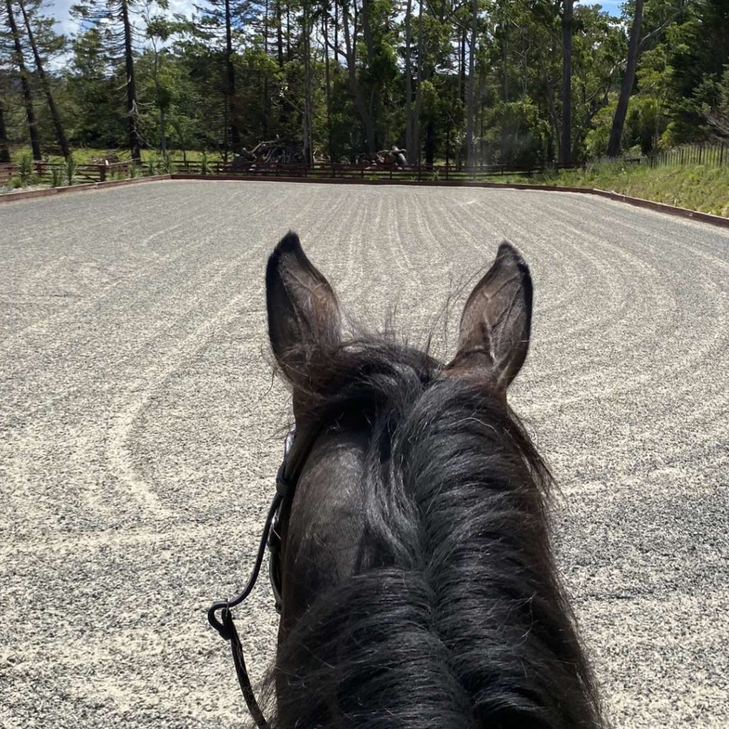 Ferro looking excited about training in his newly groomed dressage arena