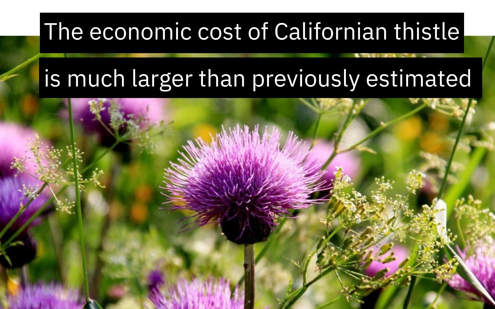 Californian Thistle in New Zealand
